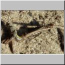 Chorthippus biguttulus - Nachtigall-Grashuepfer 05.jpg